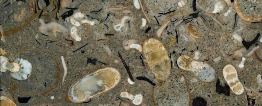 100-Million-Year-Old Rock Reveals 40 Never-Before-Seen Squid Species : ScienceAlert