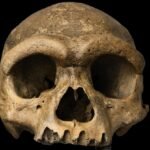 1930s ‘Dragon Man’ Finally Gives Elusive Ancient Human Species a Face : ScienceAlert