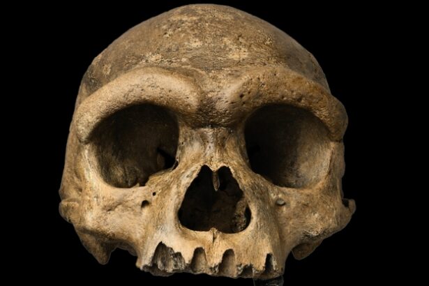 1930s ‘Dragon Man’ Finally Gives Elusive Ancient Human Species a Face : ScienceAlert