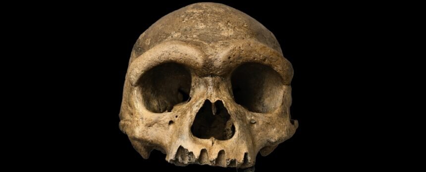 1930s ‘Dragon Man’ Finally Gives Elusive Ancient Human Species a Face : ScienceAlert