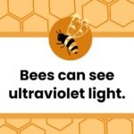 36 Buzzworthy Facts About Bees