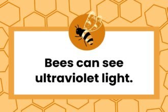 36 Buzzworthy Facts About Bees