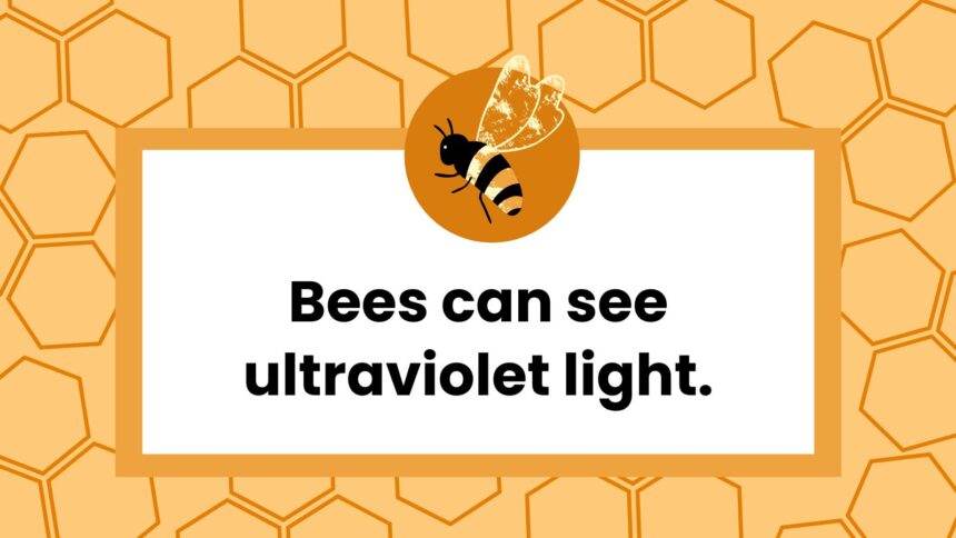 36 Buzzworthy Facts About Bees