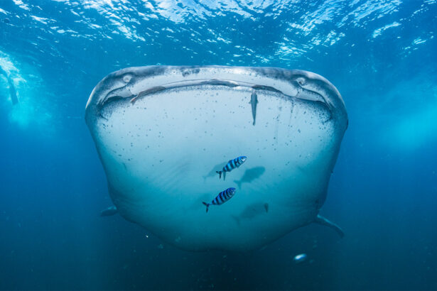 50 years after ‘Jaws,’ sharks face their own terror