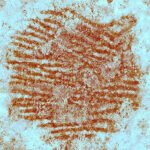 A 43,000-year-old Neandertal fingerprint has been found in Spain