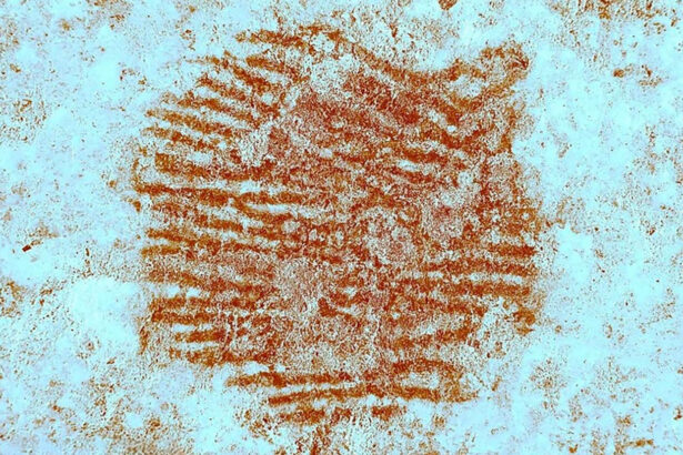 A 43,000-year-old Neandertal fingerprint has been found in Spain