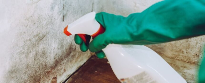 A Toxicologist Reveals The Surprising Truth About Black Mold : ScienceAlert