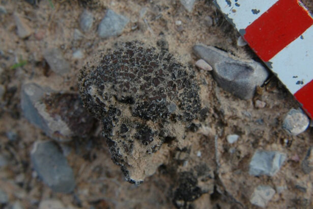 A barrage of radiation couldn’t kill this hardy life-form