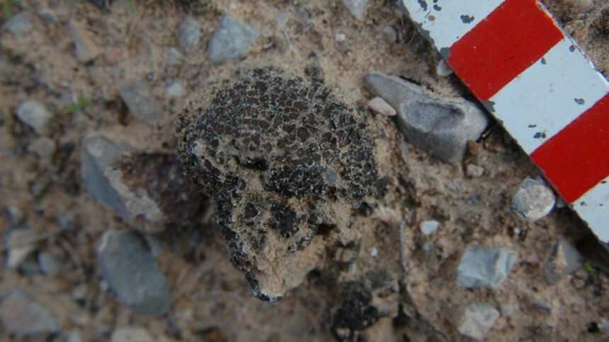 A barrage of radiation couldn’t kill this hardy life-form