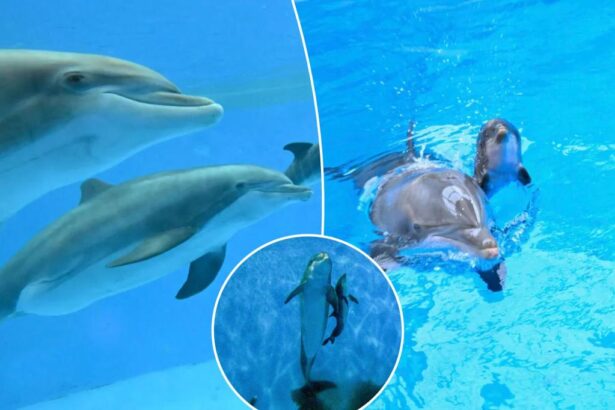 Adorable baby bottlenose dolphin’s first breath shown in incredible video