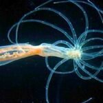 Ancient Blueprint For Human Bodies Discovered in Sea Anemones : ScienceAlert