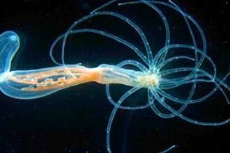 Ancient Blueprint For Human Bodies Discovered in Sea Anemones : ScienceAlert