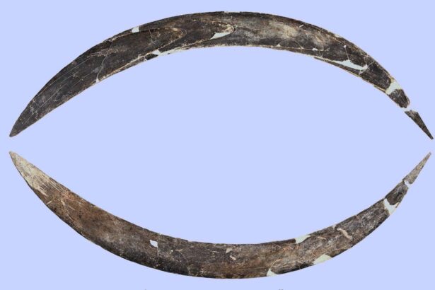 Ancient mammoth-tusk boomerang is twice as old as we thought
