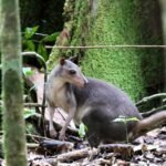 Ancient people took wallabies to Indonesian islands in canoes