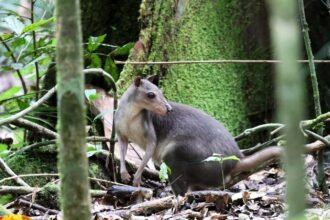 Ancient people took wallabies to Indonesian islands in canoes
