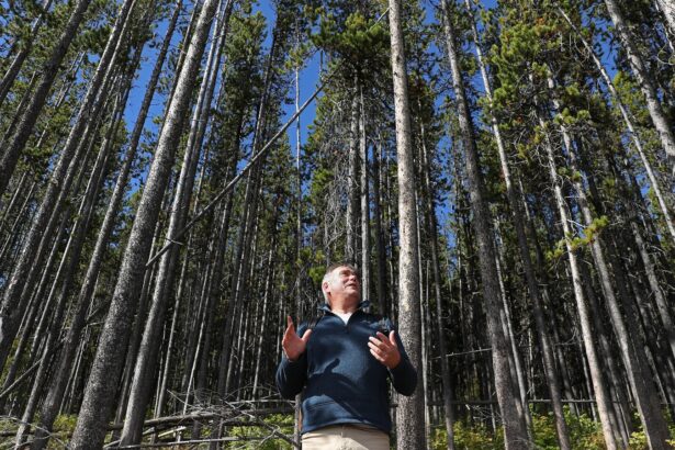 As Trump comes after research, Forest Service scientists keep working