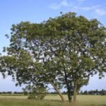 Ash trees are rapidly evolving some resistance to ash dieback disease