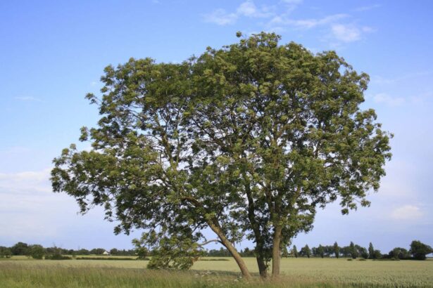 Ash trees are rapidly evolving some resistance to ash dieback disease