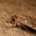 Australian moths use the stars as a compass on 1000-km migrations