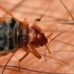Bed Bugs May Have Been The First Urban Pest to Ever Plague Humans : ScienceAlert