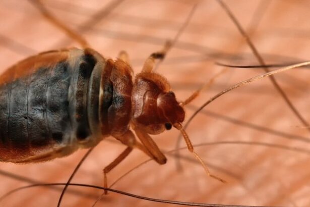 Bed Bugs May Have Been The First Urban Pest to Ever Plague Humans : ScienceAlert