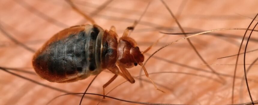 Bed Bugs May Have Been The First Urban Pest to Ever Plague Humans : ScienceAlert