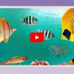 Best Relaxing Music for the Classroom