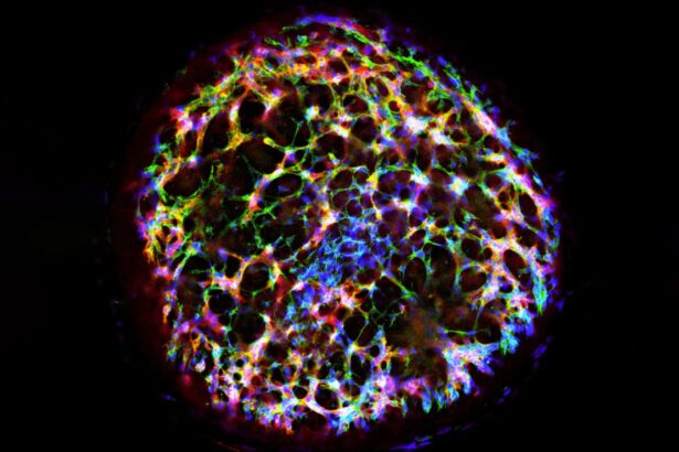 Blood vessel organoids quickly minimise damage to injured tissue