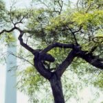 From the Archives: A Garden of American History at the White House