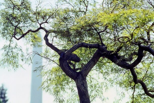 From the Archives: A Garden of American History at the White House