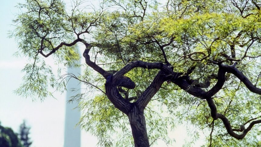 From the Archives: A Garden of American History at the White House