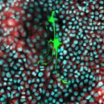Cancer cells steal mitochondria from nerve cells to fuel their spread