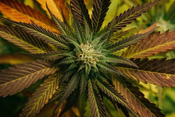 Cannabis Compound Could Protect Us From Deadly Fungal Disease : ScienceAlert