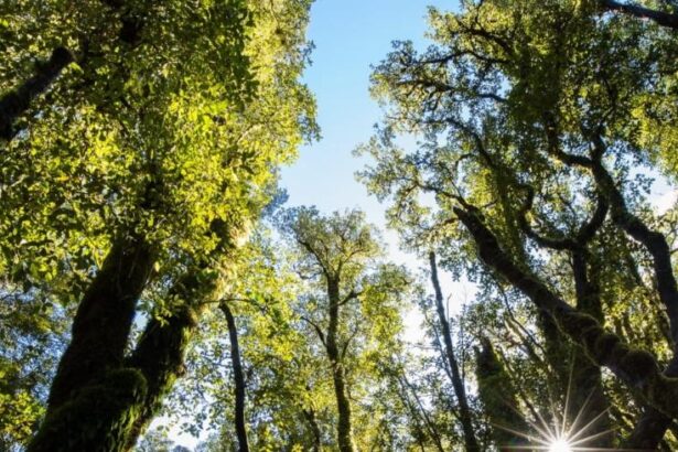 Carbon sink possibly found in the South Island