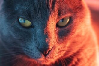 Cat Parasite Can Seriously Disrupt Brain Function, Study Suggests : ScienceAlert