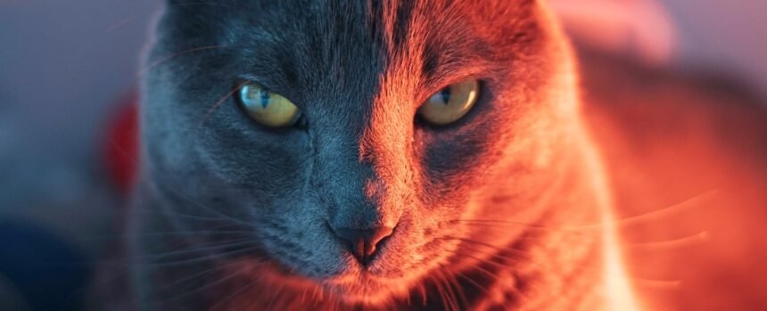 Cat Parasite Can Seriously Disrupt Brain Function, Study Suggests : ScienceAlert