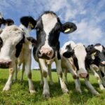 Cattle Hit a Speedbump Last Week. Is This the End of the Bull Run?