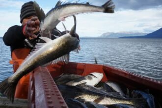Chile’s Indigenous people say salmon threatens way of life : NPR