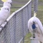 Cockatoos Figured Out How to Use Drinking Fountains, And It’s Amazing : ScienceAlert