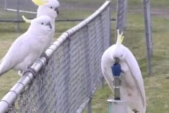 Cockatoos Figured Out How to Use Drinking Fountains, And It’s Amazing : ScienceAlert