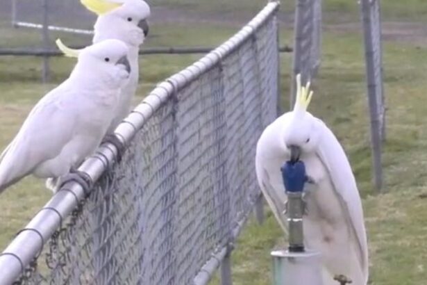 Cockatoos Figured Out How to Use Drinking Fountains, And It’s Amazing : ScienceAlert