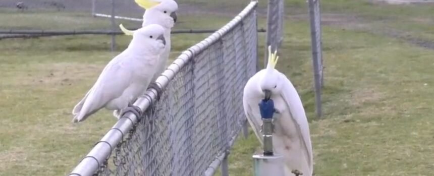 Cockatoos Figured Out How to Use Drinking Fountains, And It’s Amazing : ScienceAlert