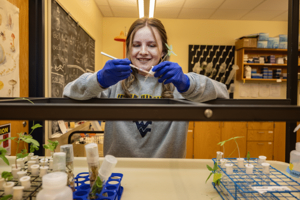 College student discovers mysterious fungus that eluded LSD’s inventor