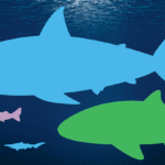 Compare shark sizes on our infographic
