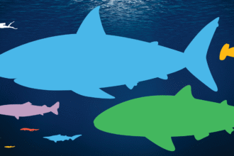Compare shark sizes on our infographic
