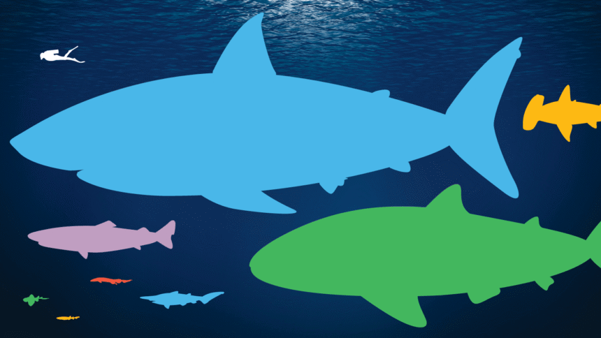 Compare shark sizes on our infographic