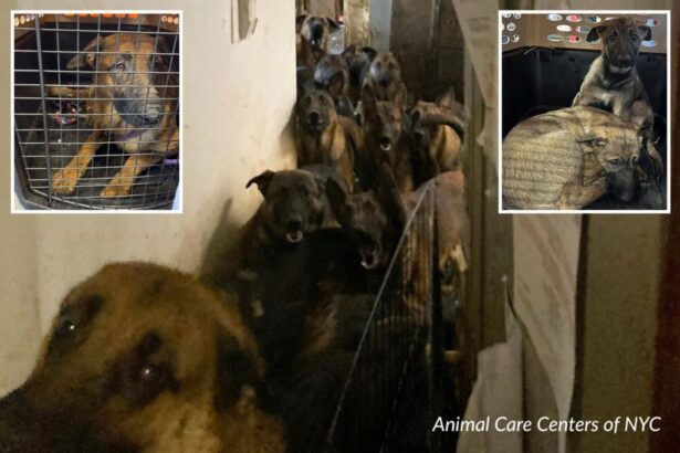 Cruel NYC dog hoarder could face 1 year behind bars