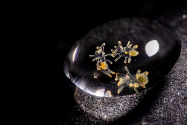 Cryopreserved sea star larvae could enable vital species to recover