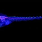 Cyborg tadpoles are helping us learn how brain development starts