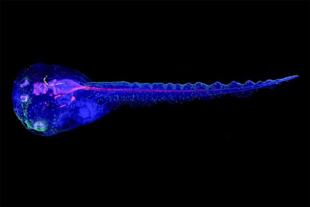 Cyborg tadpoles are helping us learn how brain development starts